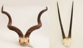 KUDU AND ORYX SKULLS READY FOR