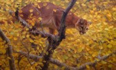 KYLE SIMS (1980- ), THE ELEMEN