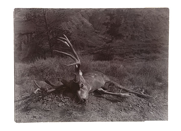 L.A. Huffman Photograph of Mule