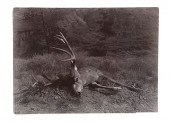 L.A. Huffman Photograph of Mul