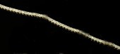 Lady's Fourteen-Karat Yellow G