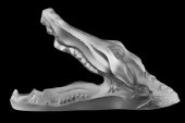 LALIQUE FRANCE CROCODILE HEAD