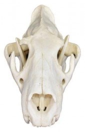 LARGE AFRICAN MALE LION SKULLA