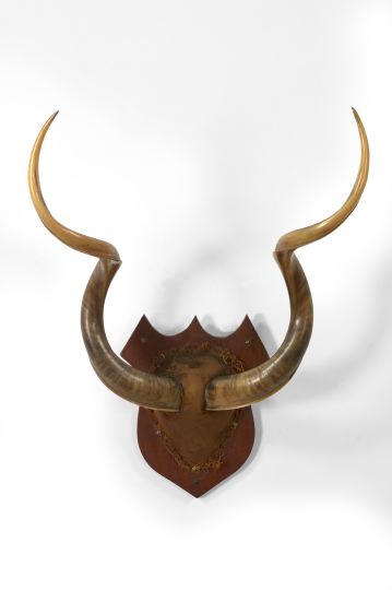 Large African Skull Plaque, 