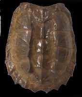 Large Alligator Snapping Turtl