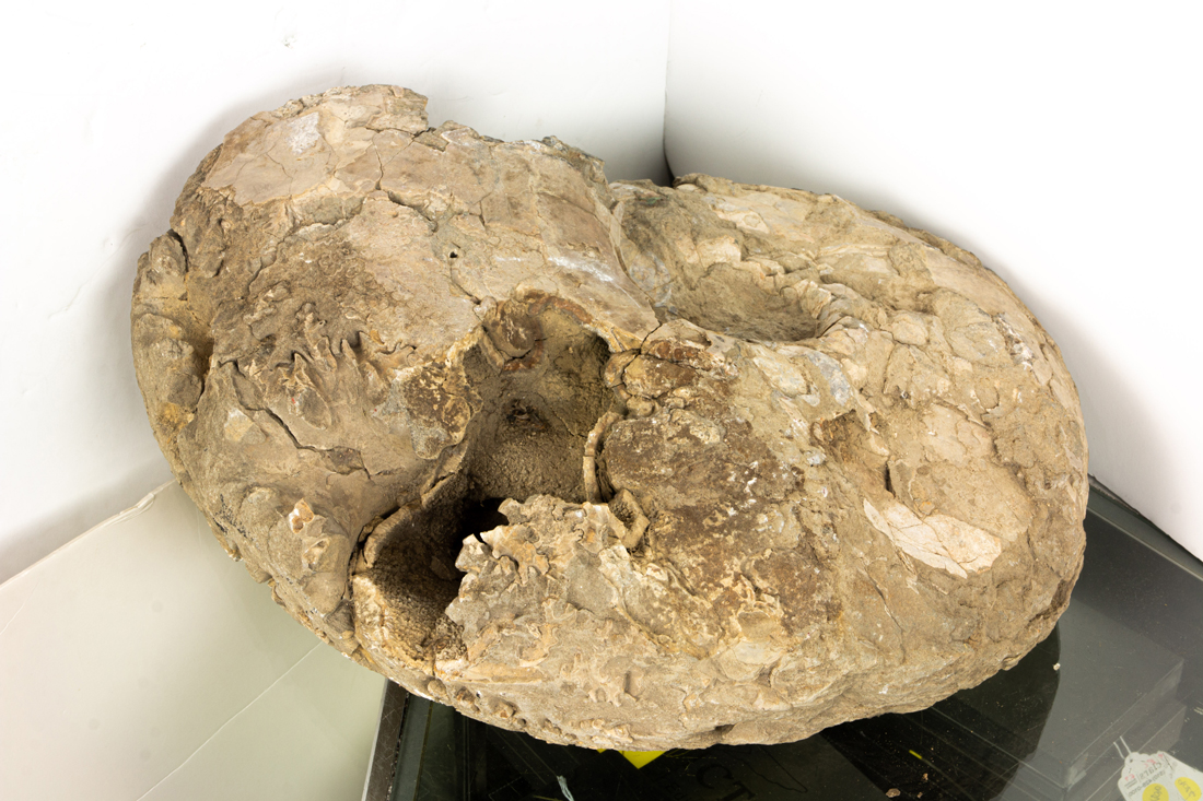 LARGE AMMONITE FOSSIL SPECIMEN