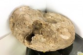 LARGE AMMONITE FOSSIL SPECIMEN
