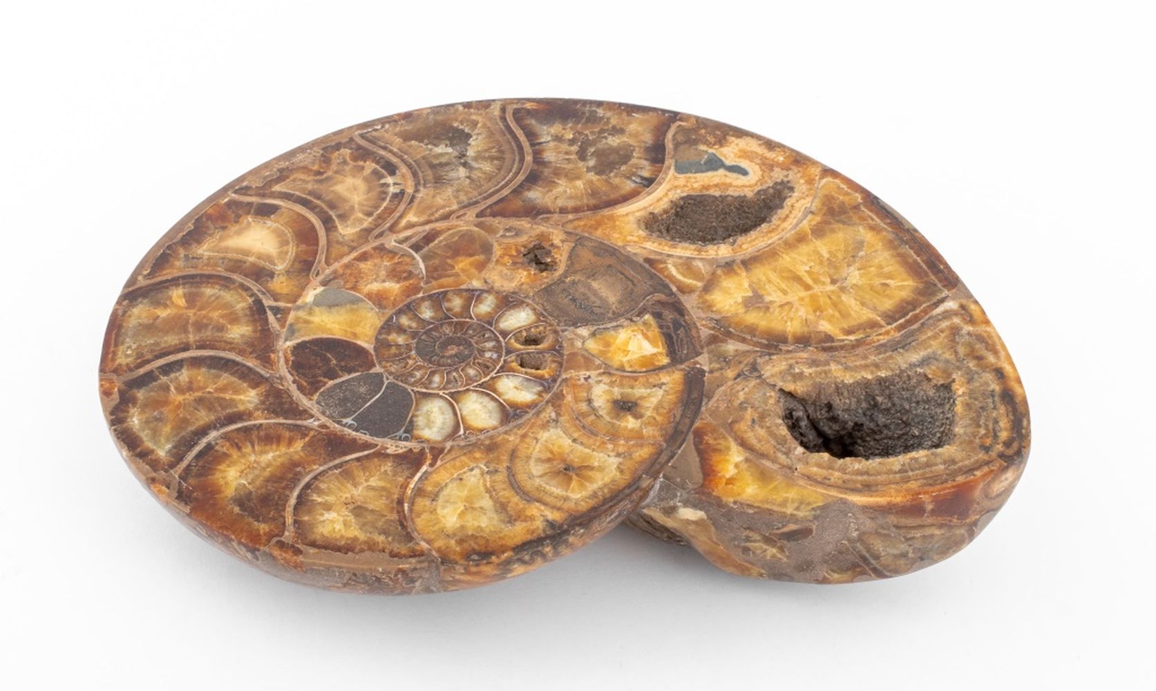 LARGE AMMONITE FOSSIL SPECIMEN