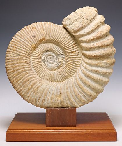 LARGE AMMONITE FOSSIL SPECIMEN ON