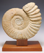 LARGE AMMONITE FOSSIL SPECIMEN