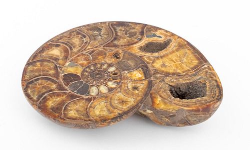 LARGE AMMONITE FOSSIL SPECIMENLarge
