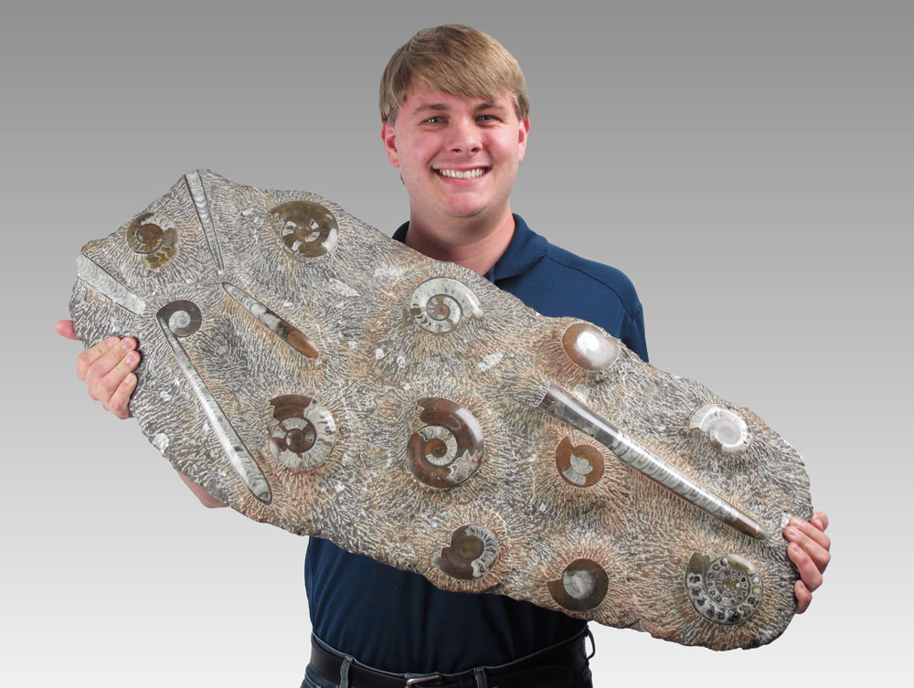 LARGE AMMONITE & ORTHOCERAS