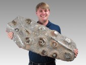 LARGE AMMONITE & ORTHOCERAS FO