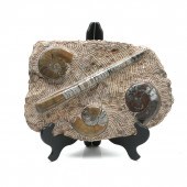 LARGE AMMONITE & SQUID FOSSIL