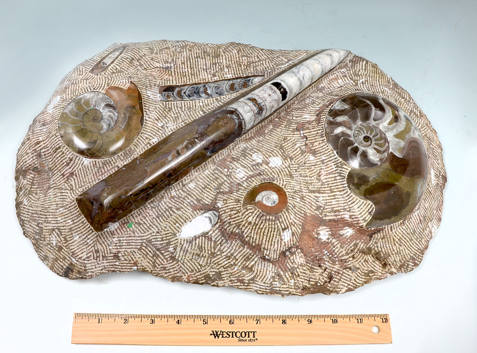 LARGE AMMONITE & SQUID FOSSIL