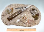 LARGE AMMONITE & SQUID FOSSIL