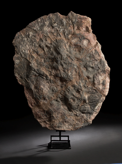 Large and Rare Scyphocrinus Elegans