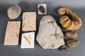 Large assortment of fossils in
