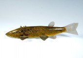 LARGE BLACK AND YELLOW SPOTTED