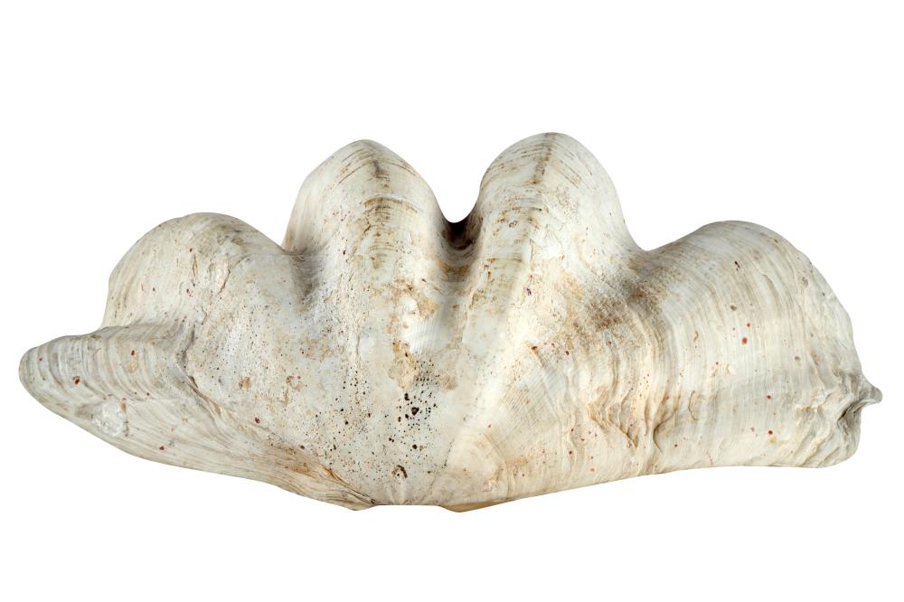 LARGE CLAM SHELLCondition: chips to