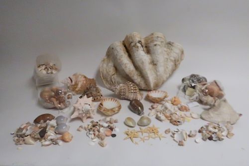 LARGE CLAMSHELL AND SEASHELLS