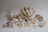 LARGE CLAMSHELL AND SEASHELLS