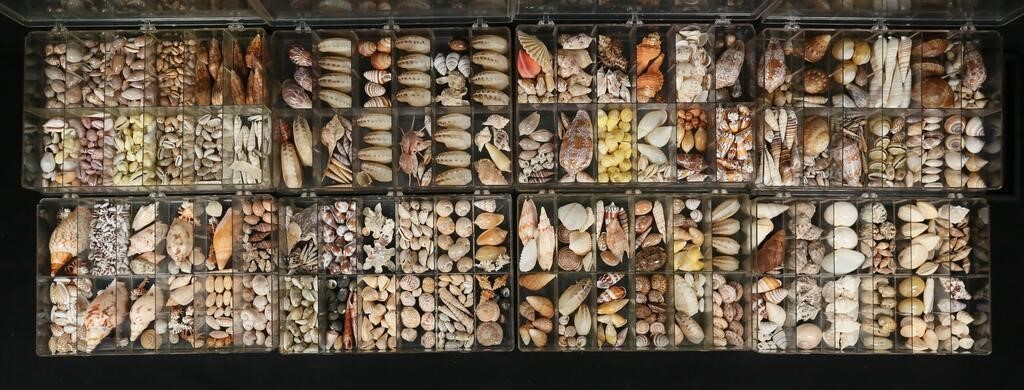 LARGE COLLECTION OF SEA SHELLS