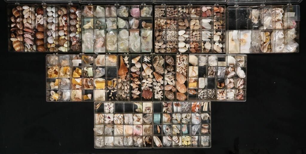 LARGE COLLECTION OF SEASHELLSA
