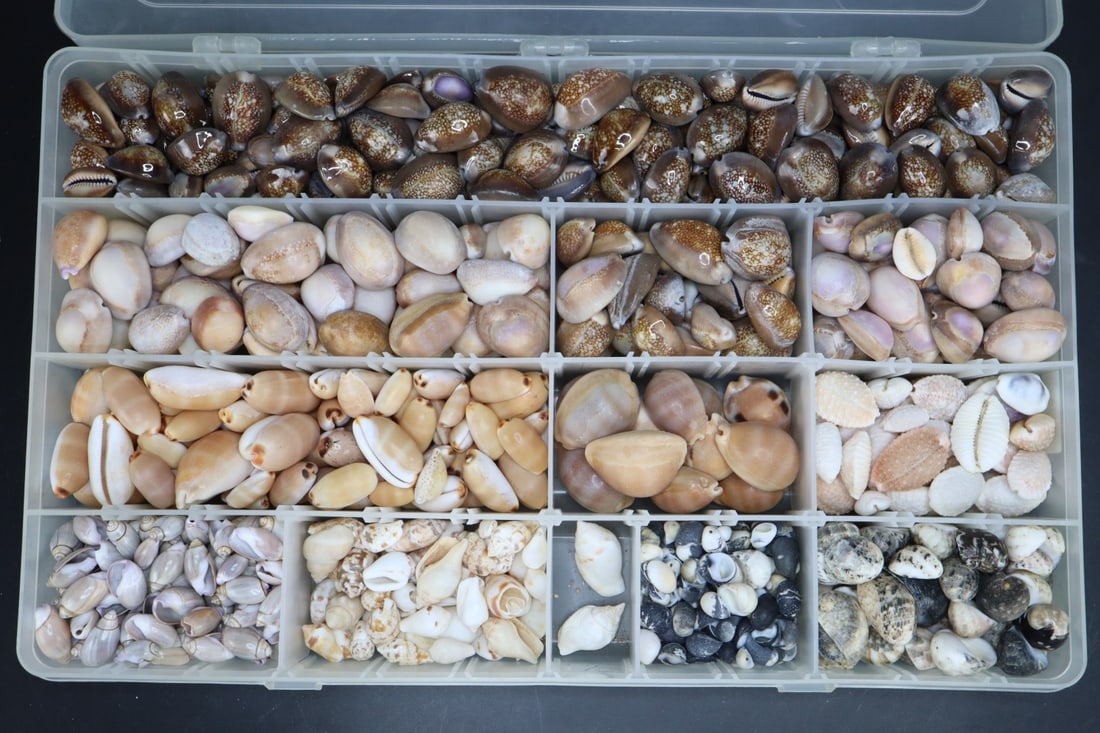 LARGE COLLECTION OF SMALL COWRIE