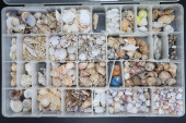LARGE COLLECTION SMALL SEASHEL