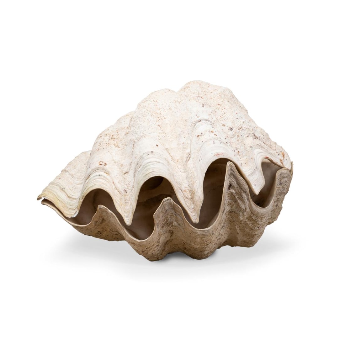 LARGE COMPLETE GIANT CLAM SHELL