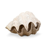 LARGE COMPLETE GIANT CLAM SHEL