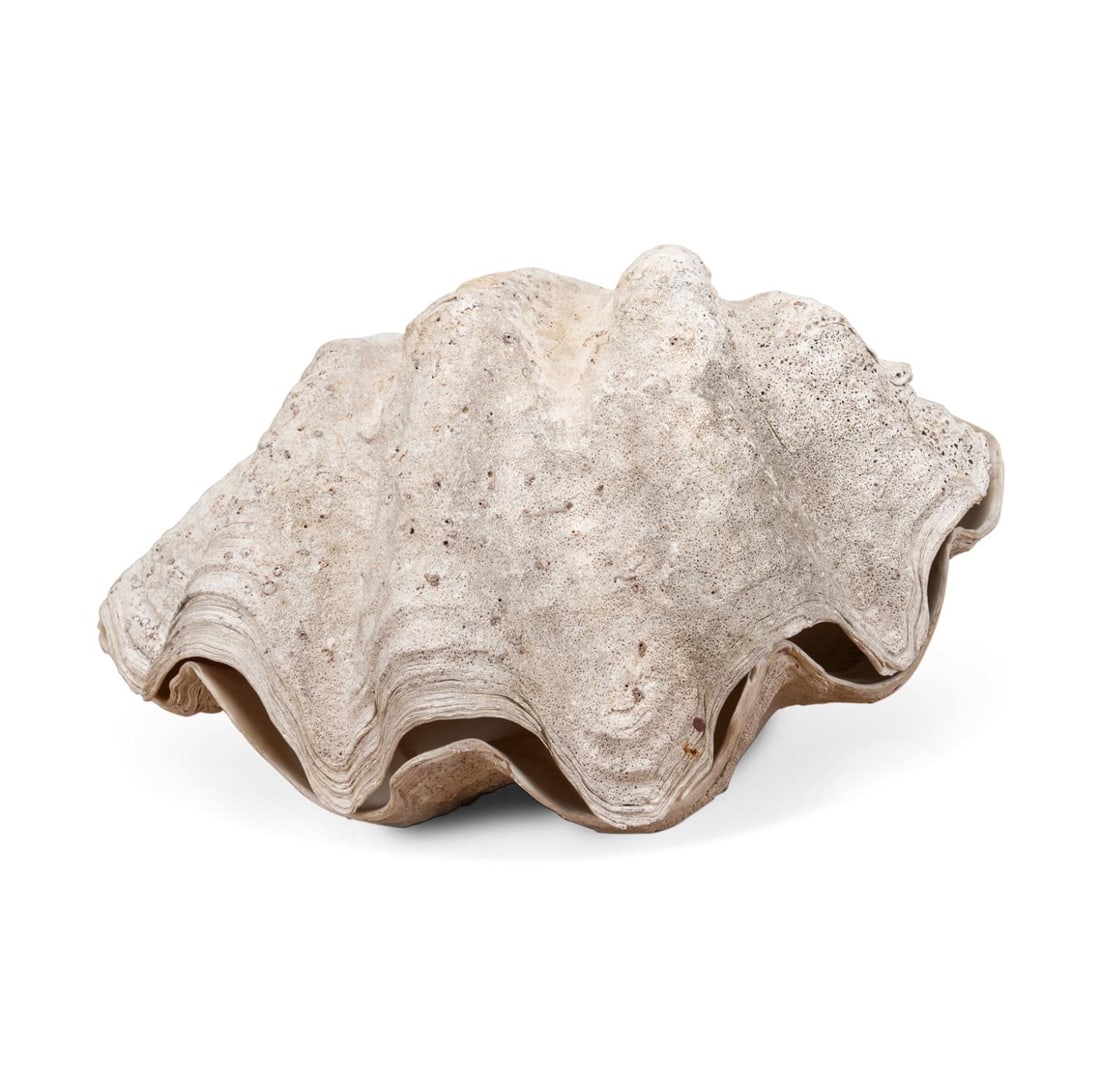 LARGE COMPLETE GIANT CLAM SHELL