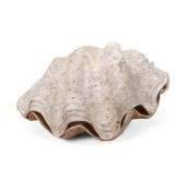 LARGE COMPLETE GIANT CLAM SHEL
