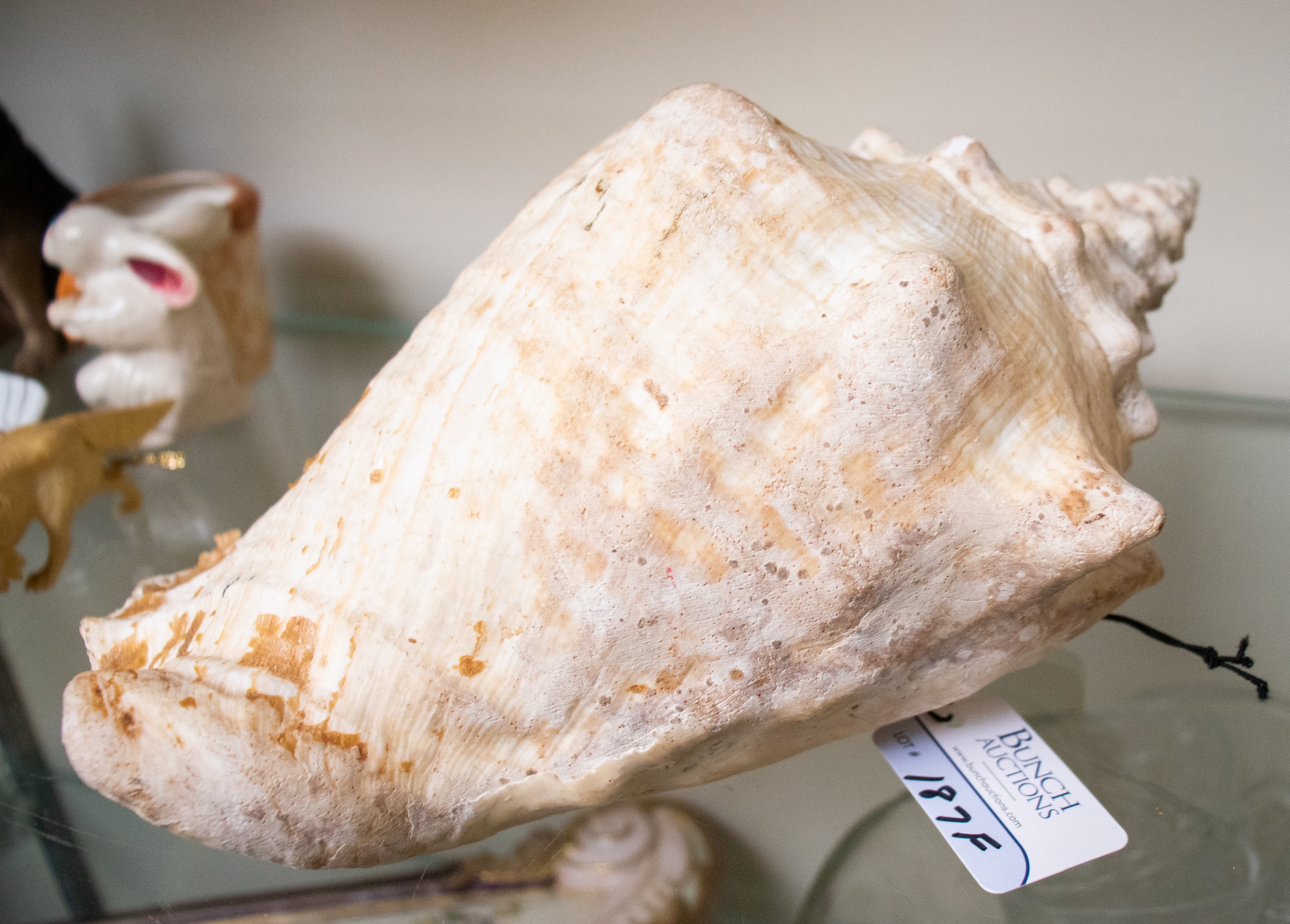 Large conch seashell, 11-1/2" l