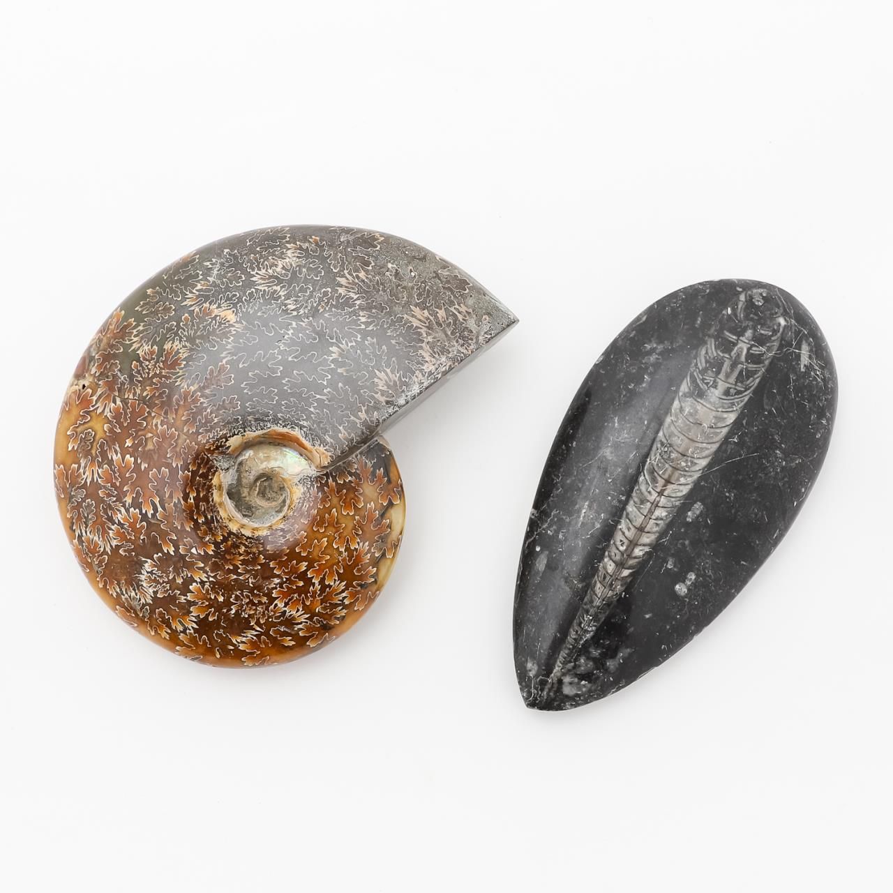 LARGE CONCH SHELL ENCASED IN