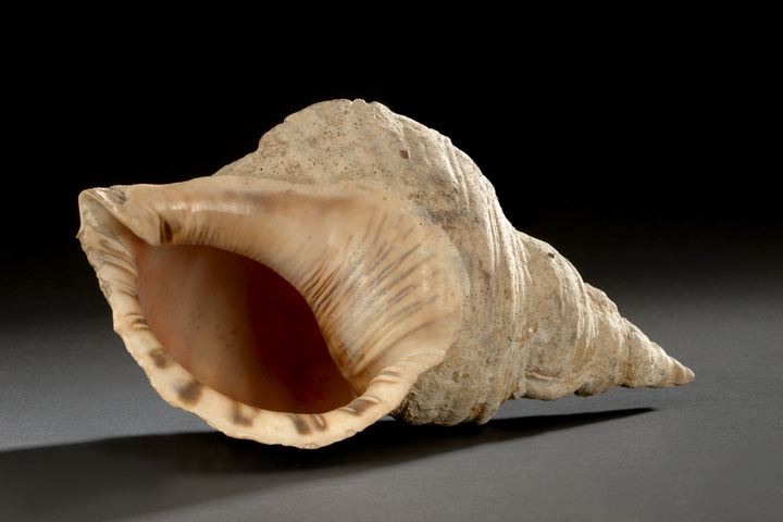 Large Conch Shell of the Genus