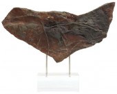 LARGE CRINOID SPECIMEN ON ACRY