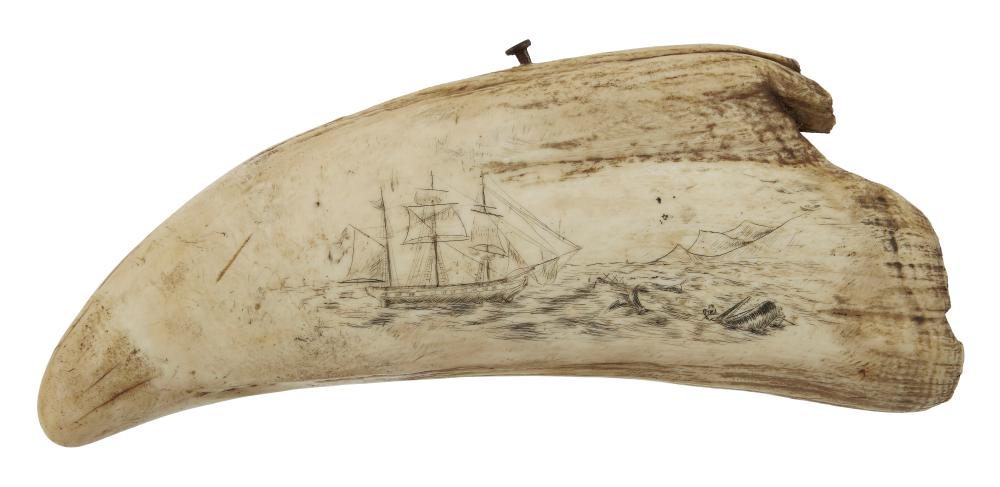 * LARGE ENGRAVED WHALE'S TOOTH WITH