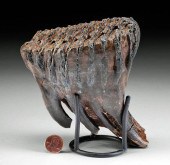 LARGE / FINE FOSSILIZED SIBERI