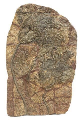 LARGE FOSSILIZED CRINOID