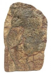 LARGE FOSSILIZED CRINOID SPECI