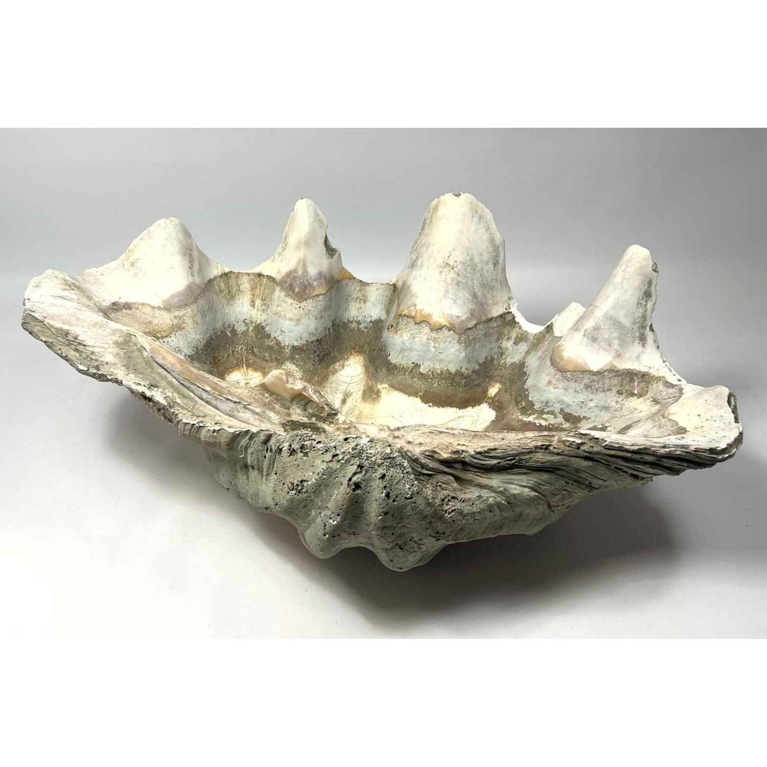 Large Fossilized Natural 21"