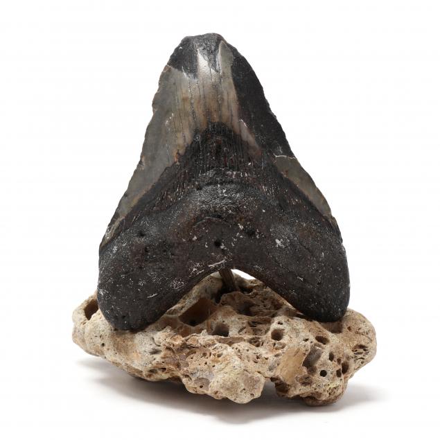 LARGE FOSSILIZED NORTH CAROLINA