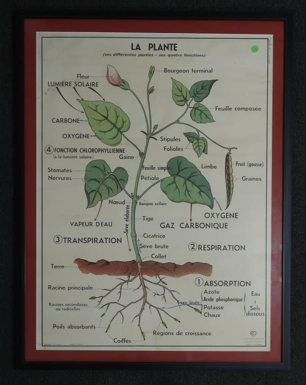 Large French educational poster