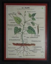 Large French educational poste