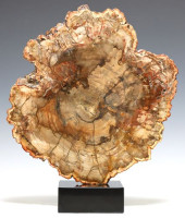 LARGE GEOLOGICAL PETRIFIED WOO