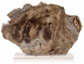 LARGE GEOLOGICAL PETRIFIED WOO