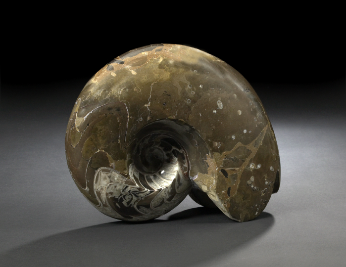 Large Goniatite Ammonoid Specimen,