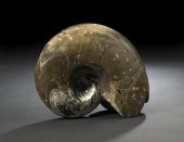 Large Goniatite Ammonoid Speci